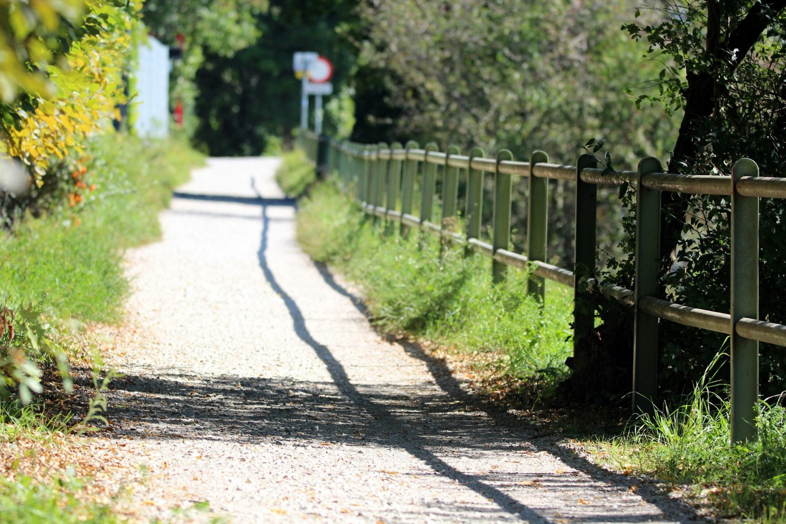 Explore a tranquil sunlit walkway bordered by lush greenery in Vienna, Austria.